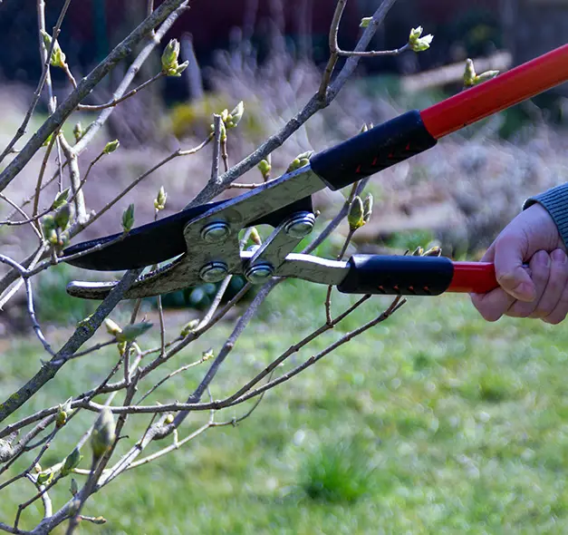 shrub and tree trimming collinsville il