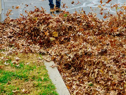 leaf removal collinsville il