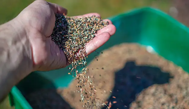 overseeding maryville il