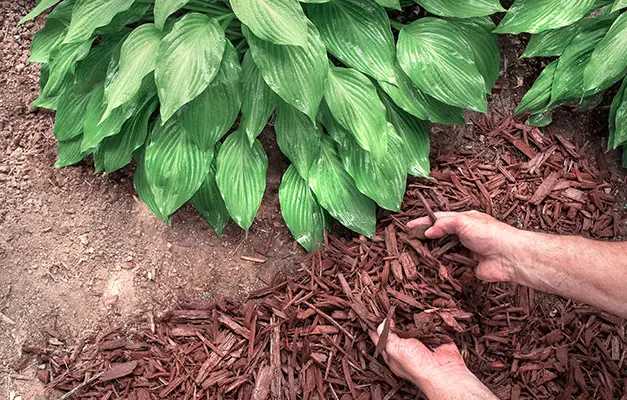 mulching maryville il